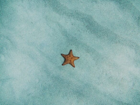 amy-humphries